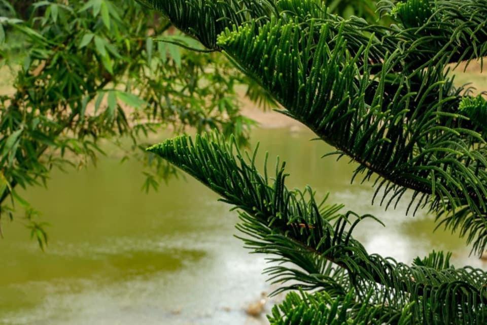 Sadhara River View Lodge キャンディー エクステリア 写真